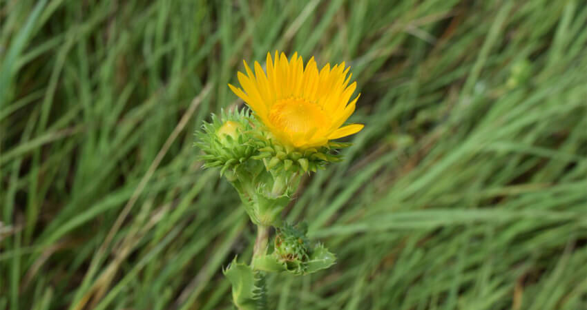 Nature is your best health &beauty guru- going 